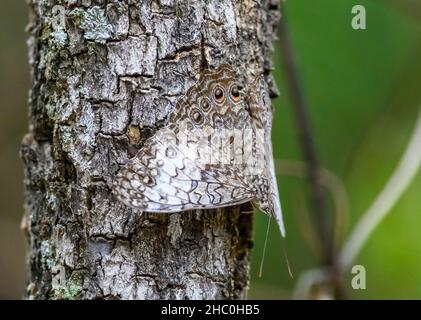 Eine gut getarnte Graue Cracker (Hamadryas februa) Knopffliege auf einem Baumstamm. Ecuador, Südamerika. Stockfoto