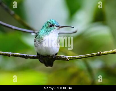 Ein Andensmaragd (Uranomitra franciae) Kolibri, der auf einem Ast thront. Ecuador, Südamerika. Stockfoto