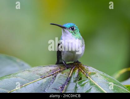 Ein Andensmaragd (Uranomitra franciae) Kolibri, der auf einem Blatt thront. Ecuador, Südamerika. Stockfoto