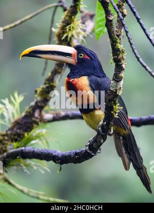 Ein Colmared Aracari (Pteroglossus torquatus), der auf einem Ast thront. Ecuador, Südamerika. Stockfoto