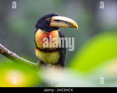 Ein Colmared Aracari (Pteroglossus torquatus), der auf einem Ast thront. Ecuador, Südamerika. Stockfoto