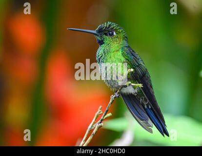 Ein Kolibri mit grüner Krone (Heliodoxa jacula), der auf einem Ast thront. Ecuador, Südamerika. Stockfoto