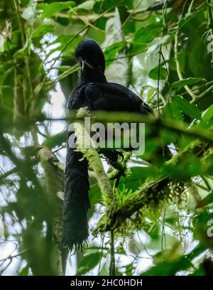 Ein langwatteliger männlicher Umbrellabird (Cephalopterus penduliger) in der Balzvorführung auf seinem Lek. Ecuador, Südamerika. Stockfoto