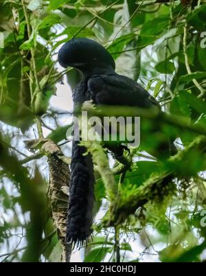 Ein langwatteliger männlicher Umbrellabird (Cephalopterus penduliger) in der Balzvorführung auf seinem Lek. Ecuador, Südamerika. Stockfoto