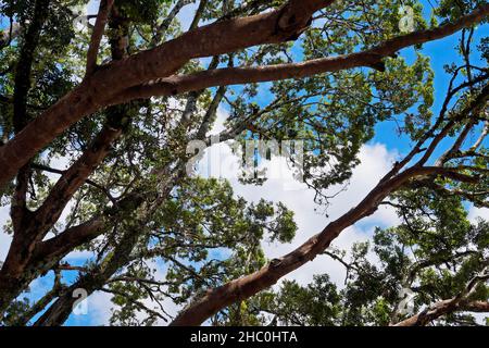 Äste und blauer Himmel, Tiradentes, Minas Gerais, Brasilien Stockfoto