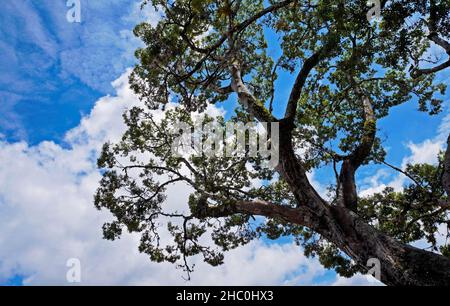 Äste und blauer Himmel, Tiradentes, Minas Gerais, Brasilien Stockfoto