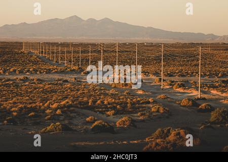 Strommasten und -Kabel, Hochspannung, Reihen sich in der Landschaft der Sonora-Wüste im Puerto Peñasco-Tal zum Horizont hin. Dorn und Sand auf einer Feldstraße bei Sonnenuntergang, CFE, Golf von Kalifornien, Golf von Santa Clara. © (© Foto: Luis Gutierrez / NortePhoto.com) postes y cables de energia electrica, alto voltaje, fila hacia el horizonte entre paisaje del desierto de Sonora en el valle de Puerto Peñasco. matorral espinozo y Arena en un camino de Terraceria al atardecer, CFE, Golfo de California, Golfo de Santa Clara.© (© Foto: Luis Gutierrez/NortePhoto.com) Stockfoto