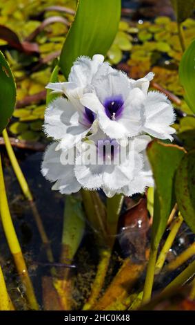 Wasserhyazinthen (Eichhornia azurea) Stockfoto