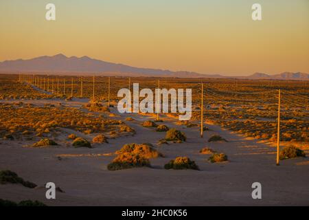 Strommasten und -Kabel, Hochspannung, Reihen sich in der Landschaft der Sonora-Wüste im Puerto Peñasco-Tal zum Horizont hin. Dorn und Sand auf einer Feldstraße bei Sonnenuntergang, CFE, Golf von Kalifornien, Golf von Santa Clara. © (© Foto: Luis Gutierrez / NortePhoto.com) postes y cables de energia electrica, alto voltaje, fila hacia el horizonte entre paisaje del desierto de Sonora en el valle de Puerto Peñasco. matorral espinozo y Arena en un camino de Terraceria al atardecer, CFE, Golfo de California, Golfo de Santa Clara.© (© Foto: Luis Gutierrez/NortePhoto.com) Stockfoto