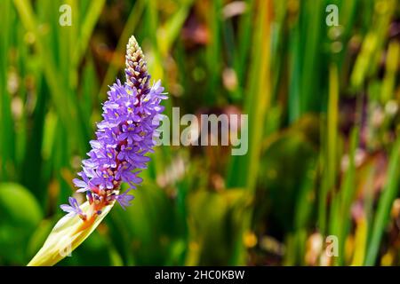 Pickerelweed (Pontederia cordata), Wasserpflanze Stockfoto