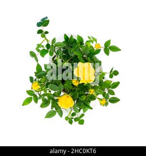 Draufsicht auf einen schönen kleinen Busch von gelben Rosen in einem Topf isoliert auf weißem Hintergrund. Home Pflanzen und Gartenkonzept Stockfoto