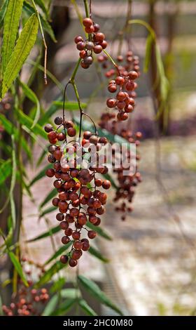 Peruanische Pfefferfrüchte auf Baum (Schinus Molle) Stockfoto