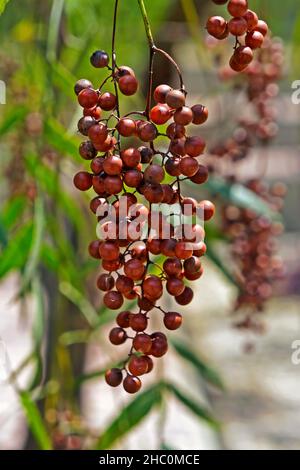 Peruanische Pfefferfrüchte auf Baum (Schinus Molle) Stockfoto