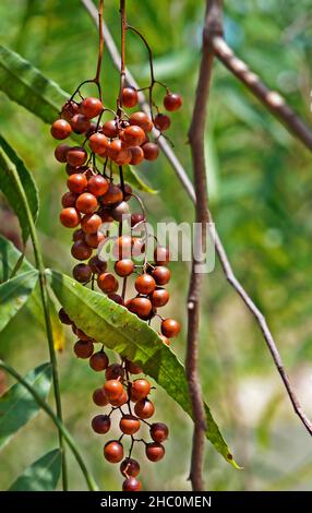 Peruanische Pfefferfrüchte auf Baum (Schinus Molle) Stockfoto