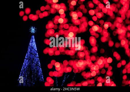 Beleuchtete Weihnachtsbäume bei Winter Lights Veranstaltung im North Carolina Arboretum - Asheville, North Carolina, USA Stockfoto