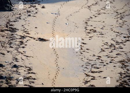 Großbritannien, England. An einem Strand in Devon wurde eine Reihe von Schuhspuren hinterlassen. Stockfoto