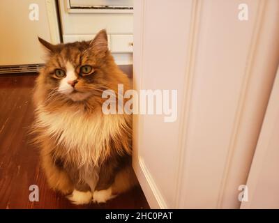 Süße Ragamuffin Katze neben einer Ecke in einem Haus Stockfoto