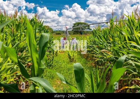 Maisplantage mit Bewässerung im Landesinneren von Brasilien Stockfoto