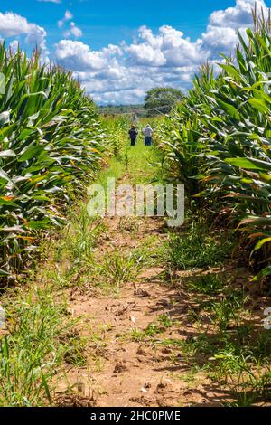 Maisplantage mit Bewässerung im Landesinneren von Brasilien Stockfoto