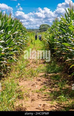 Maisplantage mit Bewässerung im Landesinneren von Brasilien Stockfoto