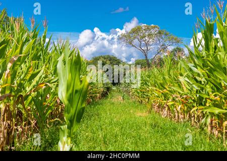 Maisplantage mit Bewässerung im Landesinneren von Brasilien Stockfoto