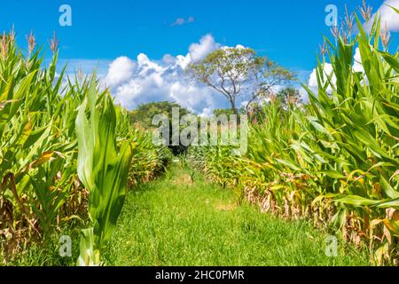 Maisplantage mit Bewässerung im Landesinneren von Brasilien Stockfoto