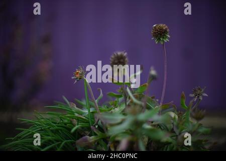 Trockene braune Herbstblumen wachsen im Garten. Lila Zaun auf dem Hintergrund. Kunstkarte. Stockfoto