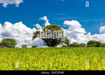 Maisplantage mit Bewässerung im Landesinneren von Brasilien Stockfoto