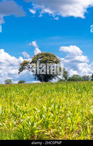 Maisplantage mit Bewässerung im Landesinneren von Brasilien Stockfoto