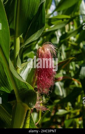 Maisplantage mit Bewässerung im Landesinneren von Brasilien Stockfoto