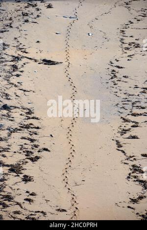 Großbritannien, England. An einem Strand in Devon wurde eine Reihe von Schuhspuren hinterlassen. Stockfoto