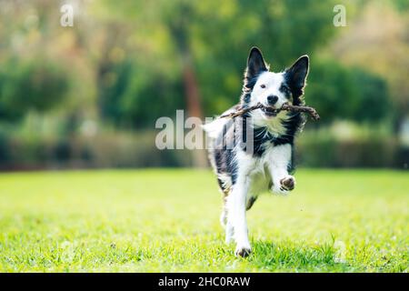 Foto mit selektivem Fokus auf einen Hund, der mit einem Stock im Mund in einem Park läuft Stockfoto