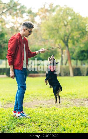 Ein kleiner Hund springt, um einen Stock zu jagen, der einen Mann im Park hält Stockfoto