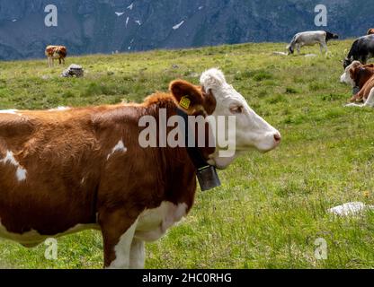 Milchkühe auf den Weiden Stockfoto