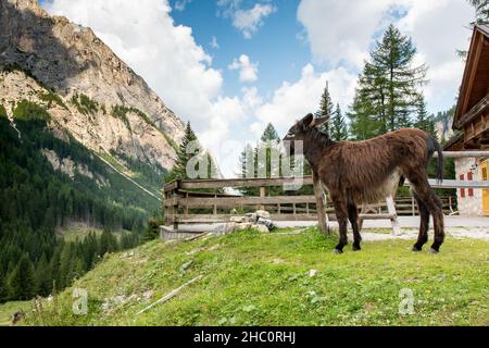 Esel vor einer Hütte im Val Contrin, in den Südtiroler Dolomiten Stockfoto