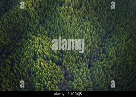 Grüner Hintergrund Douglas-Fir-Bäume in Oregon, Luftaufnahme. Stockfoto
