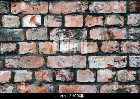 Alte Ziegelsteine in einem historischen Gebäude schaffen einen rustikalen strukturierten Hintergrund Stockfoto