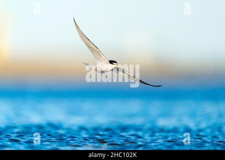 Ein erwachsener Least Tern (Sternula antillarum), dessen Flügel weit verbreitet sind, da er tief über dem Wasser in New York, USA, fliegt Stockfoto