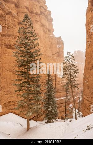 Tiefer Schnee unter Kiefern im Bryce Canyon National Park Stockfoto