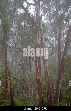 Nebel im Wald, Great Otway National Park Stockfoto