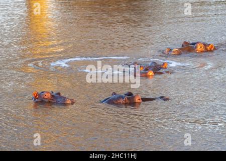 Fünf gewöhnliche Hippopotamus [Hippopotamus amphibius] tauchen in einem See in Afrika ein Stockfoto