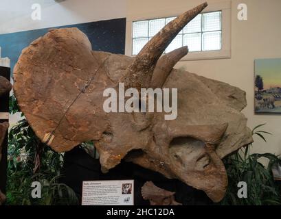 Nahaufnahme eines Baby-Triceratops-Schädels mit Hörnern und breitem Schild, gefunden in der Hell Creek Formation und ausgestellt im Carter County Museum in Ekal Stockfoto