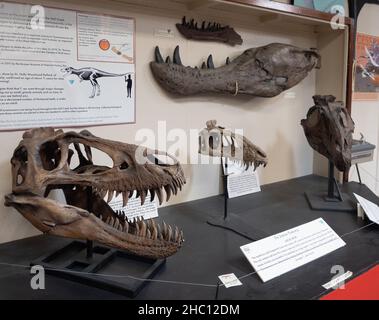 Der Jordan Thermood oder der juvenile Tyrannosaurus rex Schädel, der im Carter County Museum in Ekalaka, Montana, ausgestellt ist, mit Kieferknochenfossilien von Jane, Stockfoto