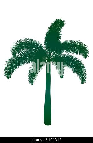 Silhouette einer grünen Palme mit weißem Hintergrund Stock Vektor