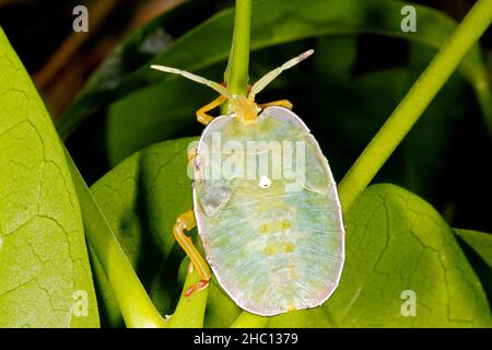 Oncomerinae Shield Bug, Rhoecus australasiae. Nymphe oder Instar. Dieser wahre Fehler ist ein großer Stinkfehler. Coffs Harbour, NSW, Australien Stockfoto