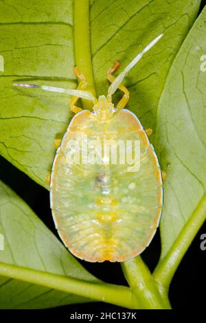 Oncomerinae Shield Bug, Rhoecus australasiae. Nymphe oder Instar. Dieser wahre Fehler ist ein großer Stinkfehler. Coffs Harbour, NSW, Australien Stockfoto