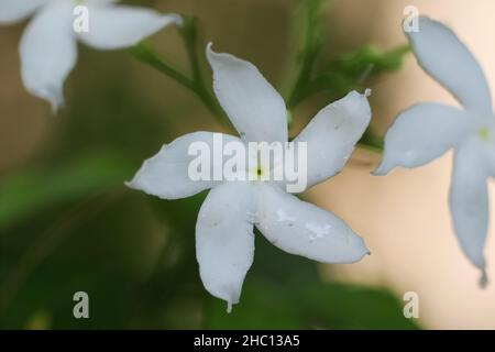 Im Frühling blüht im Garten eine duftende weiße Jasminblüte Stockfoto