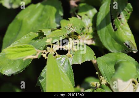 Nahaufnahme eines Pflaumenbaums in einem Obstgarten mit kleinen Blumen (Ziziphus mauritiana, auch bekannt als indischer Jujube) Stockfoto