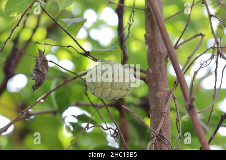 Nahaufnahme von reifen frischen Koriander-Früchten (Annona Squamosa Fruit), die an einem Baum im Garten hängen. Zucker Apfelfrucht . Stockfoto