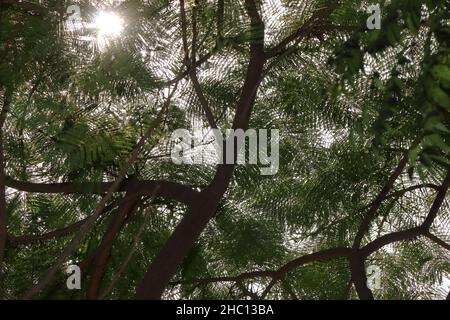 Nahaufnahme Foto des Sonnenlichts, das durch die Blätter von Bäumen zur Kamera kommt Stockfoto